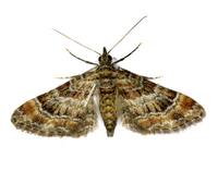 Gymnoscelis rufifasciata - Double-striped Pug