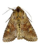 Apamea sordens - Rustic Shoulder-knot