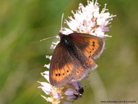 Erebia epiphron silesiana