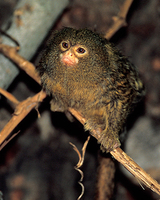 Pygmy marmoset (Callithrix pygmaea)