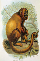 Red howler (Alouatta seniculus)