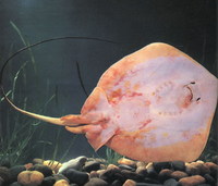 Dasyatis akajei, Red stingray: fisheries, aquarium