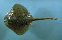 Leucoraja erinacea, Little skate: