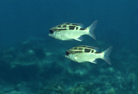 Scolopsis lineata, Striped monocle bream: fisheries, aquarium