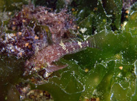 Enneapterygius hemimelas, Halfblack Triplefin: