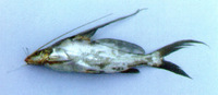 Mystus bocourti, :