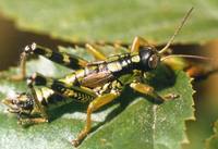 Miramella alpina