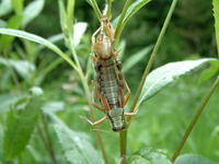 Miramella alpina