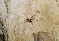 Dolichopoda araneiformis