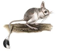 Image of: Allactaga elater (small five-toed jerboa)