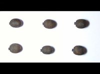 Lopaphus perakensis