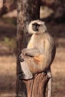 Image of: Semnopithecus entellus (Hanuman langur)