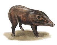 Image of: Sus salvanius (pygmy hog)