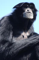 Image of: Symphalangus syndactylus (siamang)