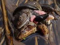 Rana temporaria - European Common Frog