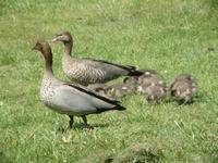 Chenonetta jubata - Maned Duck