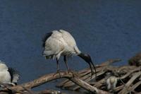 Threskiornis molucca - Australian White Ibis