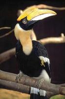 Buceros bicornis - Great Hornbill