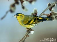 Carduelis spinus - Eurasian Siskin