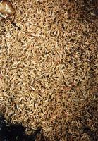 Image of: Diptera (true flies)