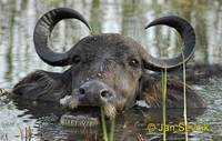 Bubalus bubalis arnee - Asian Water Buffalo