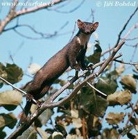 Martes martes - European Pine Marten