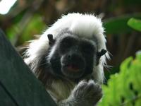 Saguinus oedipus - Cotton-top Tamarin