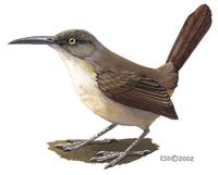 Image of: Cinclocerthia ruficauda (brown trembler)