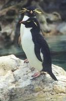 Image of: Eudyptes chrysocome (rockhopper penguin)