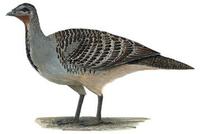 Image of: Leipoa ocellata (mallee fowl)