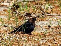 Image of: Molothrus ater (brown-headed cowbird)