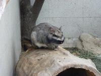 Lagostomus maximus - Plains Viscacha