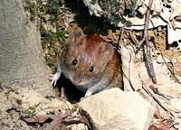 Clethrionomys glareolus - Bank Vole