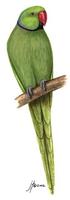 Image of: Psittacula krameri (rose-ringed parakeet)