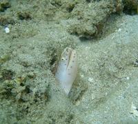 Gymnothorax pictus - Anchialine Muraenid Eel