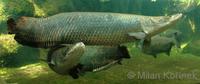 Arapaima gigas - Giant Arapaima