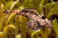 Dactylopus dactylopus - Fingered Dragonet