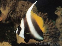 Heniochus singularius - Singular Bannerfish