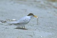 Image of: Sterna antillarum (least tern)