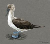 Image of: Sula nebouxii (blue-footed booby)