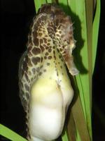 Image of: Hippocampus abdominalis (large seahorse)