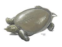 Image of: Pelodiscus sinensis (Chinese softshell turtle)
