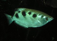 Toxotes jaculatrix - Banded Archerfish