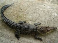 Crocodylus porosus - Estuarine Crocodile