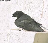 Dusky Crag Martin - Hirundo concolor