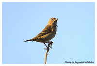 Common Rosefinch - Carpodacus erythrinus