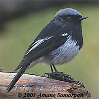 Blue-capped Redstart - Phoenicurus coeruleocephala