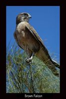 Brown Falcon