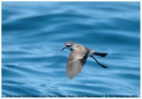 White-faced Storm-Petrel - Pelagodroma marina