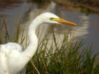 Intermediate Egret - Egretta intermedia